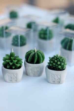 3-pack Cactus Candle - Davetiyen