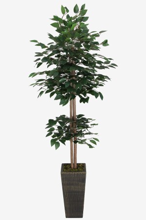 Artificial Benjamin Tree 155 Cm Green Trunk (wooden Black Gold-pot) - Yapay Çiçek Deposu