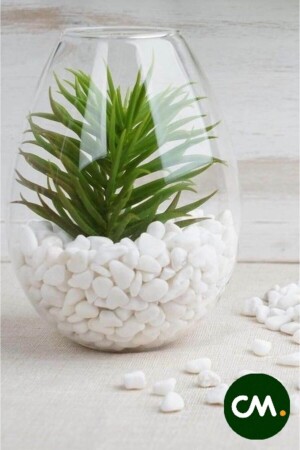 Cmdoğal Dolomit Taş 500 Gr 1-2 Cm Dekoratif Vazo Akvaryum Teraryum Taşı Beyaz. - Hb Botanic