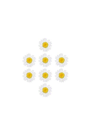 Dried Daisy White 8 Pieces - Getshopmini
