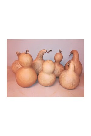 Ham Su Kabağı Orta Boy Lamba Yapımına Uygun HAM001 - Alpha Tasarım Atölyesi