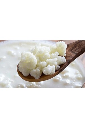 Kefir Yeast Homemade Live Grain KM01 - ŞİFAGIDA