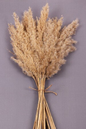 MNZ-Flower-Dry Pampas زهرة طبيعية طبيعية 15 قطعة 120 سم - Ekinokshome