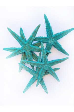 MNZ-Real Sea Star 10-11 سم - تركياز زرقاء-5 قطع - Evinizdeki Okyanus Esintisi Turkuaz Hediyelik