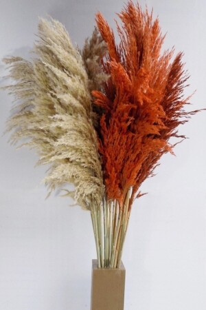 Orange Pampas 20 Pieces 120 cm - Mimozaçiçek