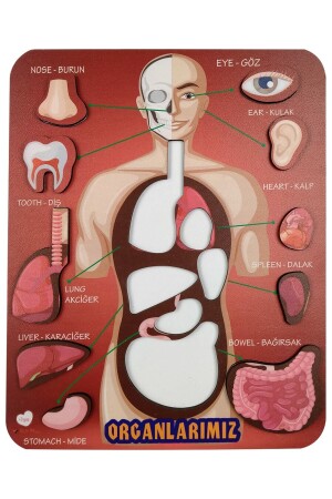 Our Organs Educational and Instructional Toy Bultak Jigsaw&puzzle - Gift Plus