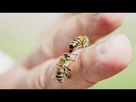Propolis drops - shifaah