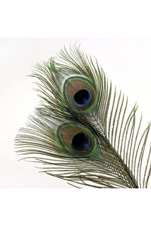 Real Peacock Feather 60-100 Cm Peacock Feather - Puledro