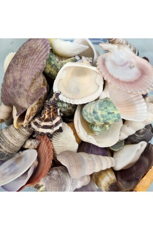 Real Sea Shell-mixed Large Size 250 gr Package - Turkuaz Hediyelik