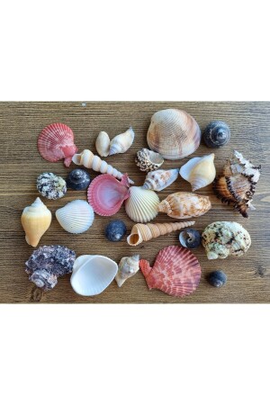 Real Sea Shell-mixed Large Size 250 Gr Package - Evinizdeki Okyanus Esintisi Turkuaz Hediyelik