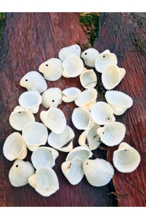 Real Sea Shell with White Holes 40 gr - Evinizdeki Okyanus Esintisi Turkuaz Hediyelik