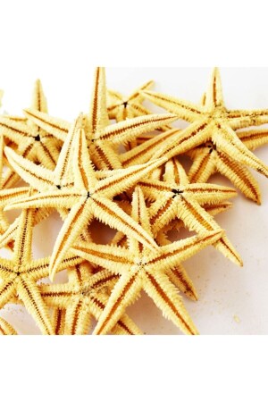 Real Starfish 7-5-9-5 Cm-Pack of 10 - Turkuaz Hediyelik