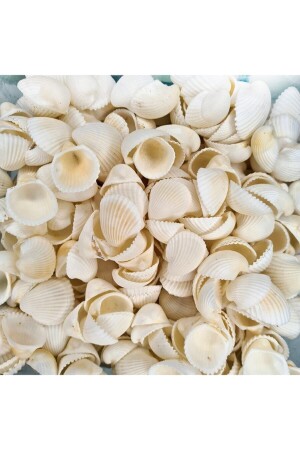 Sea Shell 500 gr Pack Clam Rose Cochles -medium - Turkuaz Hediyelik