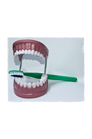 Tooth Brushing Model Kindergarten Educational Toys 2033 - Laylay Toys