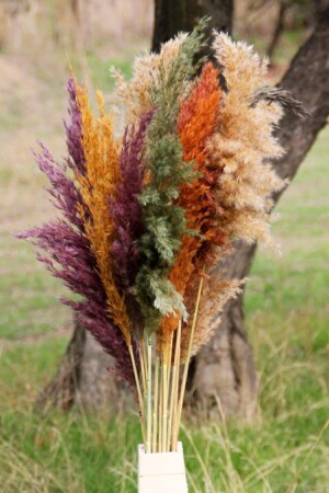 Troya Kuru Çiçek Pampas 15 Adet 100 Cm Boy - Karışık Pmsy-karısık - Hisaraksesuar