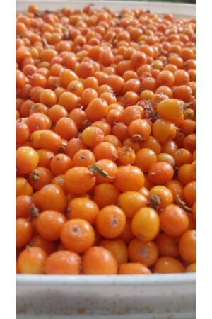 Yabani Iğde Meyvesi 250gr - Şifagida