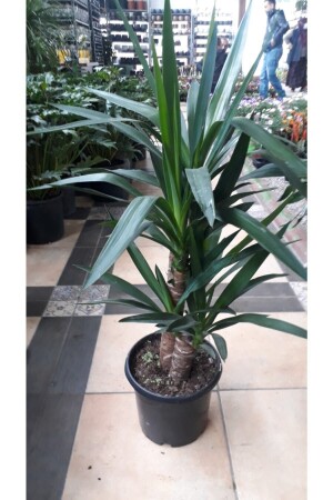 yucca.Fragrant Plant TYC00127344095 - Mark A'Polo